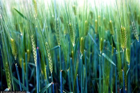Spring Forage Barley Lavina Green Cover