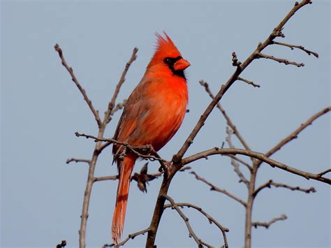 Northern Cardinal On Bare Branches Photograph By Bernardo Guzman