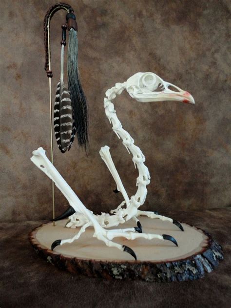 Trophy Turkey Custom Skull And Bone Display Skull Vertebrae Feetspurs
