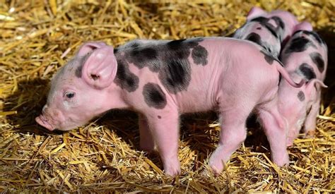 Do Pigs Have Sweat Glands And Other Interesting Facts