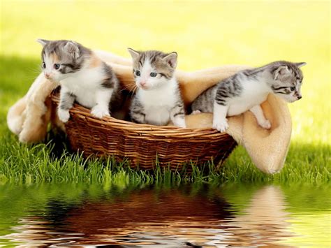 720p Free Download Kittens In Basket Grass Fluffy Kittens