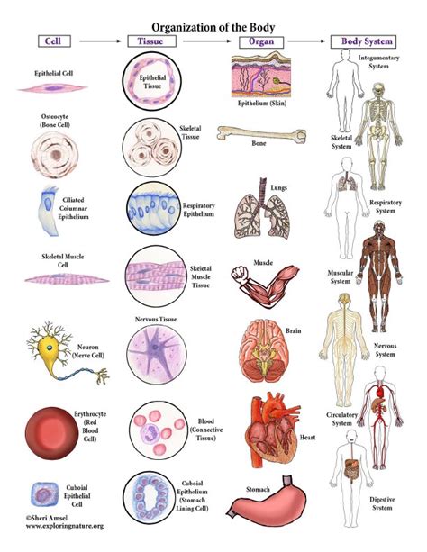 Organs In The Body Realistic Human Body Model Showing Male Anatomy