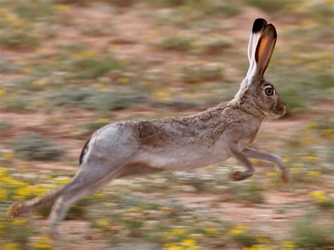 Jack Rabbits Are Much Larger Than Their Cotton Tail Cousins A Common