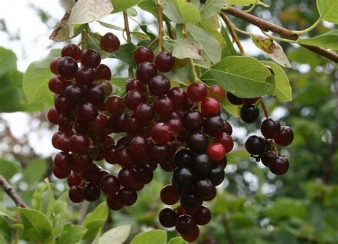 7 Wild And Wonderful Indigenous American Fruits Paste