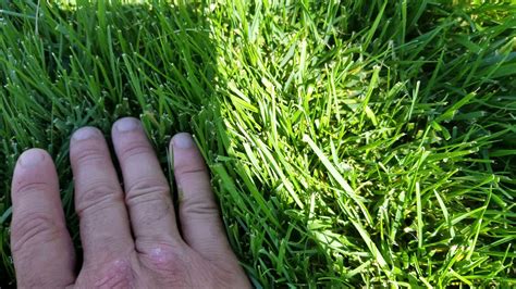 The Difference Between Bluegrass And Turf Type Tall Fescue In The