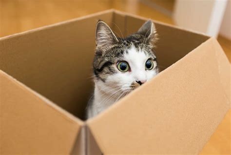 Why Do Cats Love Playing With Boxes Petlife
