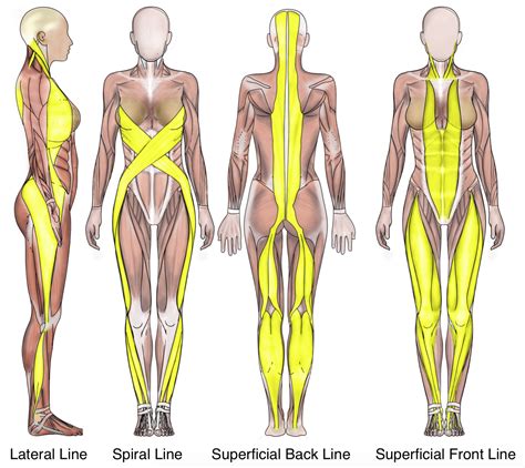 Fascia Info Bowen Method