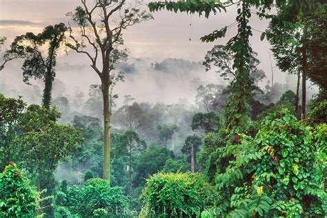 Morning Mist In Lowland Rainforest Sabah Borneo National Geographic