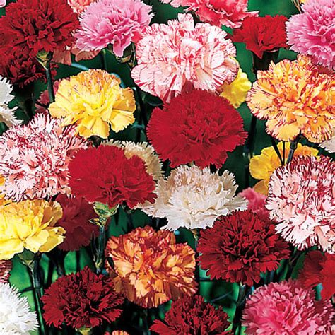 Hardy Mixed Carnations Michigan Bulb Company