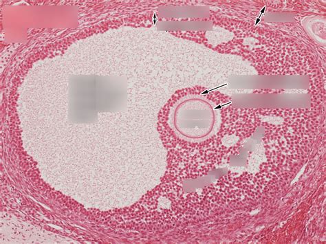 Ovary Mature Follicle 100x Diagram Quizlet