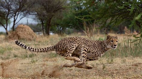 Why Do Cheetahs Hunt During The Day Cheetah Conservation Fund