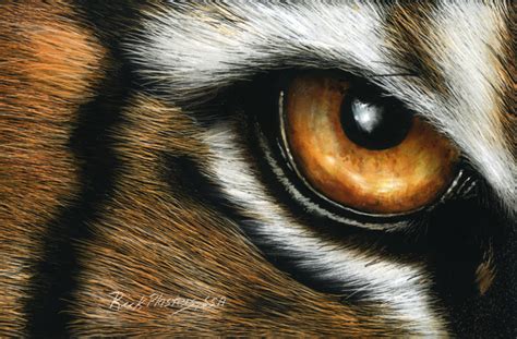 Tiger Eye Scratchboard Drawing