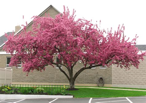 Pink Dogwood Tree For The Frontside Yard Trees For Front Yard Pink