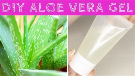 How To Make Aloe Vera Gel At Home From Scratch Diy Aloe Vera Gel