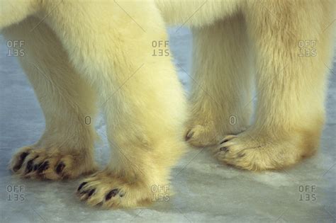 Polar Bear Ursus Maritimus Feet Churchill Manitoba Canada Stock