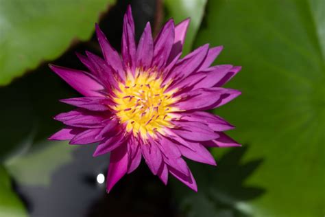 Deep Purple Water Lily Garden Ponds Nursery