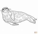 Foca Weddell Foka Zeehond Seals Focas Ausmalbild Kolorowanka Kolorowanki Rysunki Phoque Harp Requin sketch template