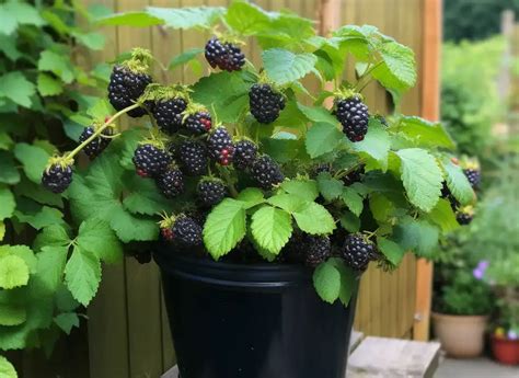 Growing Blackberries At Home In Pots A Guide To Delicious Berries Garden With Grandma