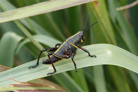 Black And Yellow Cricket This Southwestern Florida Cricket Flickr