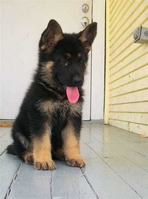German Shepherd Puppies Will Make You Instantly Fall In Love With Them