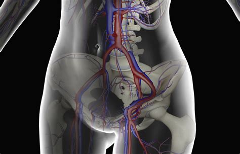 Femoral Vein Anatomy Function And Significance