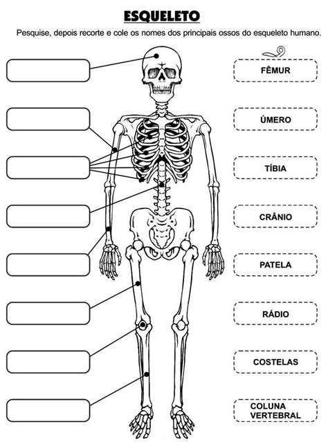 30 Atividades Sobre Esqueleto Humano Para Imprimir Online Cursos