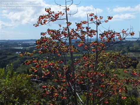 Flowers are a fantastic way of discovering what type of tree your studying. Plant Identification: CLOSED: Red Flowering Tree ID ...