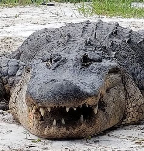 Our Story Gatorworld Parks Of Florida Alligator Attraction Near Orlando