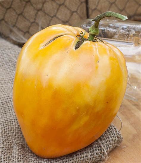 Orange Oxheart Heirloom Tomato Premium Seed Packet Etsy