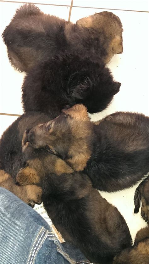 Or they may exhibit characteristics from one breed if a german shepherd rottweiler mix puppy has the medium and shaggier coat of its german shepherd parent, then it will. Beautiful German Shepherd/Rottweiler Puppys | Grimsby ...