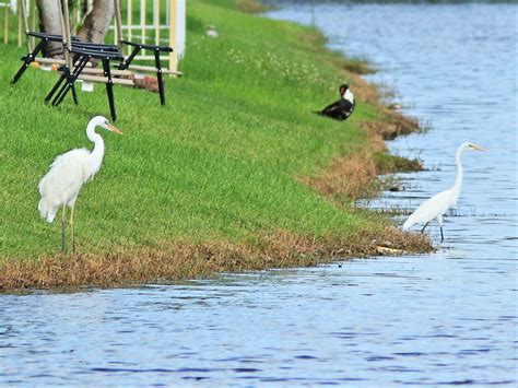 Great White Heron And Great Egret 20140818 It Was An Activ Flickr