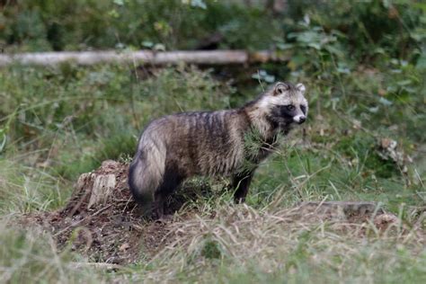 Raccoon Dogs In Spotlight After Scientists Seeking Covid Origin Examine