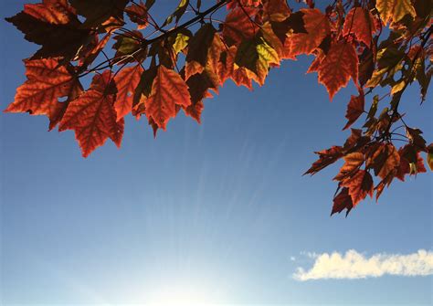 Fall Leaves In Blue Sky