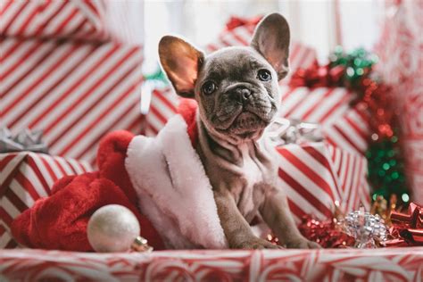Cute Christmas Dog Wallpapers Top Free Cute Christmas Dog Backgrounds