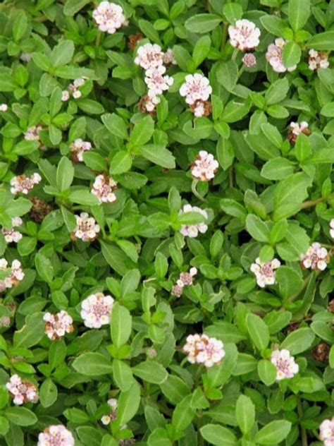 Lippia Nodiflora Phylla Nodiflora Pépinières Quissac