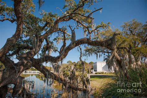 Out Stretched Limbs Photograph By Dale Powell Fine Art America