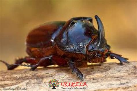 Escarabajos En Extinci N Ukucela