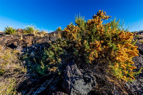 Across their range, cacti are disappearing. Valley Of Fires Area In New Mexico Stock Photo - Download ...