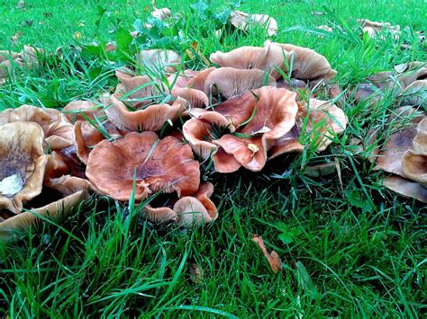 Wavy Cap Id Request Mystery Fungus Mushroom Hunting And