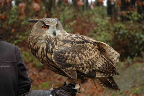 Eurasian Eagle Owl Wildlife Images Rehabilitation And