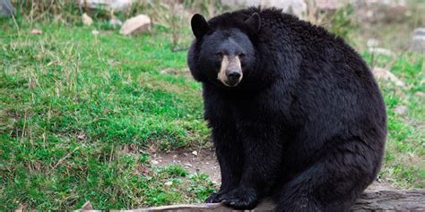 A Guide To Black Bears In West Virginia Jerico Bed And Breakfast And