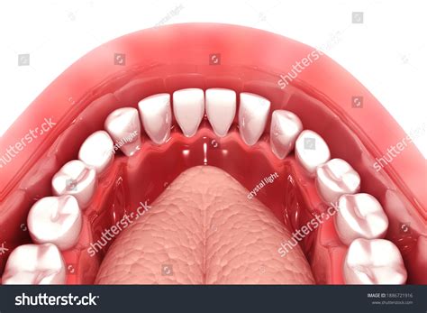 Anatomy Mouth 3d Illustration Stock Illustration 1886721916 Shutterstock
