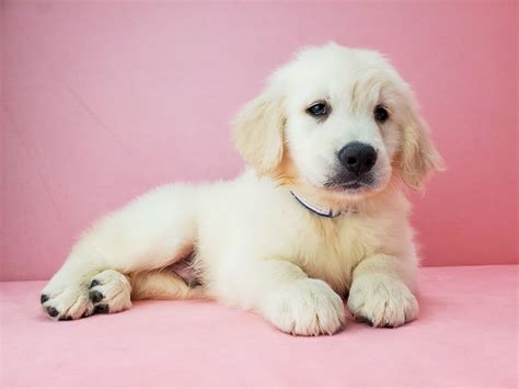 English crème retrievers are famous for their beautiful light crème coats. Golden Retriever-DOG-Male-GOLDEN-2711379-Petland Las Vegas, NV