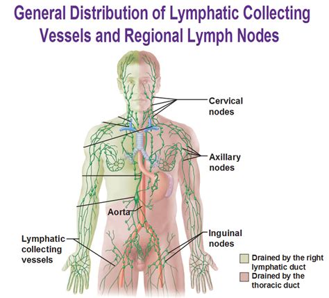 A large number of lymph nodes are linked throughout the body by the lymphatic vessels. Lymph Node Treatment | Edema Therapy | The HIVAMAT Machine ...