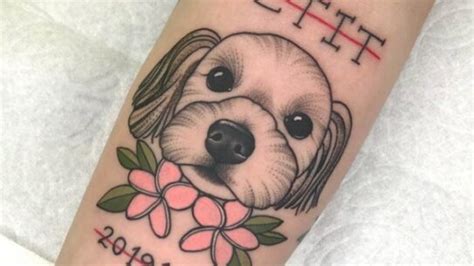 10 Best Maltese Dog Tattoo Ideas And Designs Pet Reader