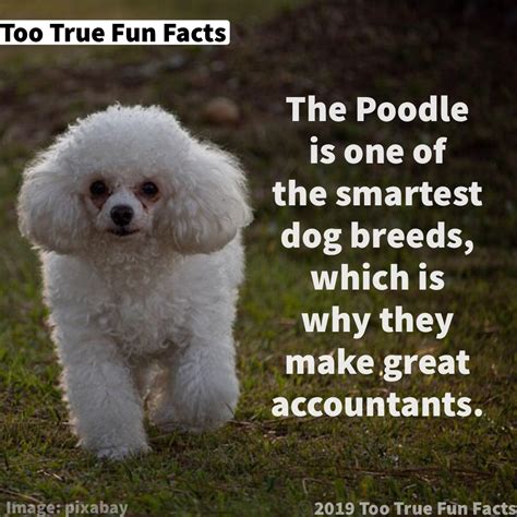 Too True Fun Facts — Woof Wednesday Fun Fact