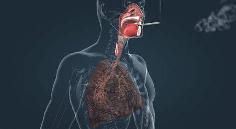 The Effect Of Cigarettes On Lungs The Negative Effects Of Nicotine