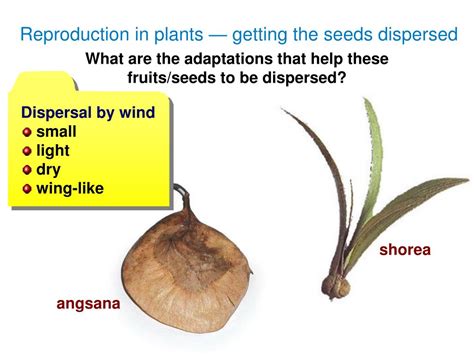 Ppt Seed Dispersal Powerpoint Presentation Free Download Id267798