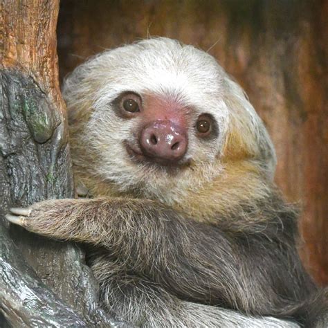 Hoffmans Two Toed Sloth Saint Louis Zoo