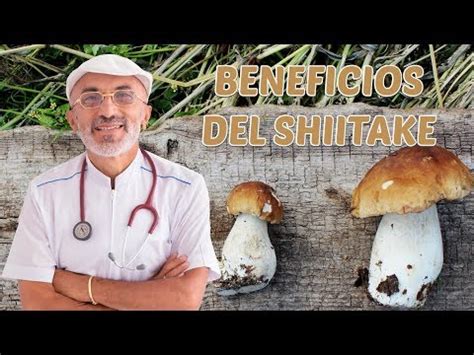 Descubre Todo Sobre El Shiitake Beneficios Usos Culinarios Y